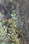 Narrowleaf paleseed